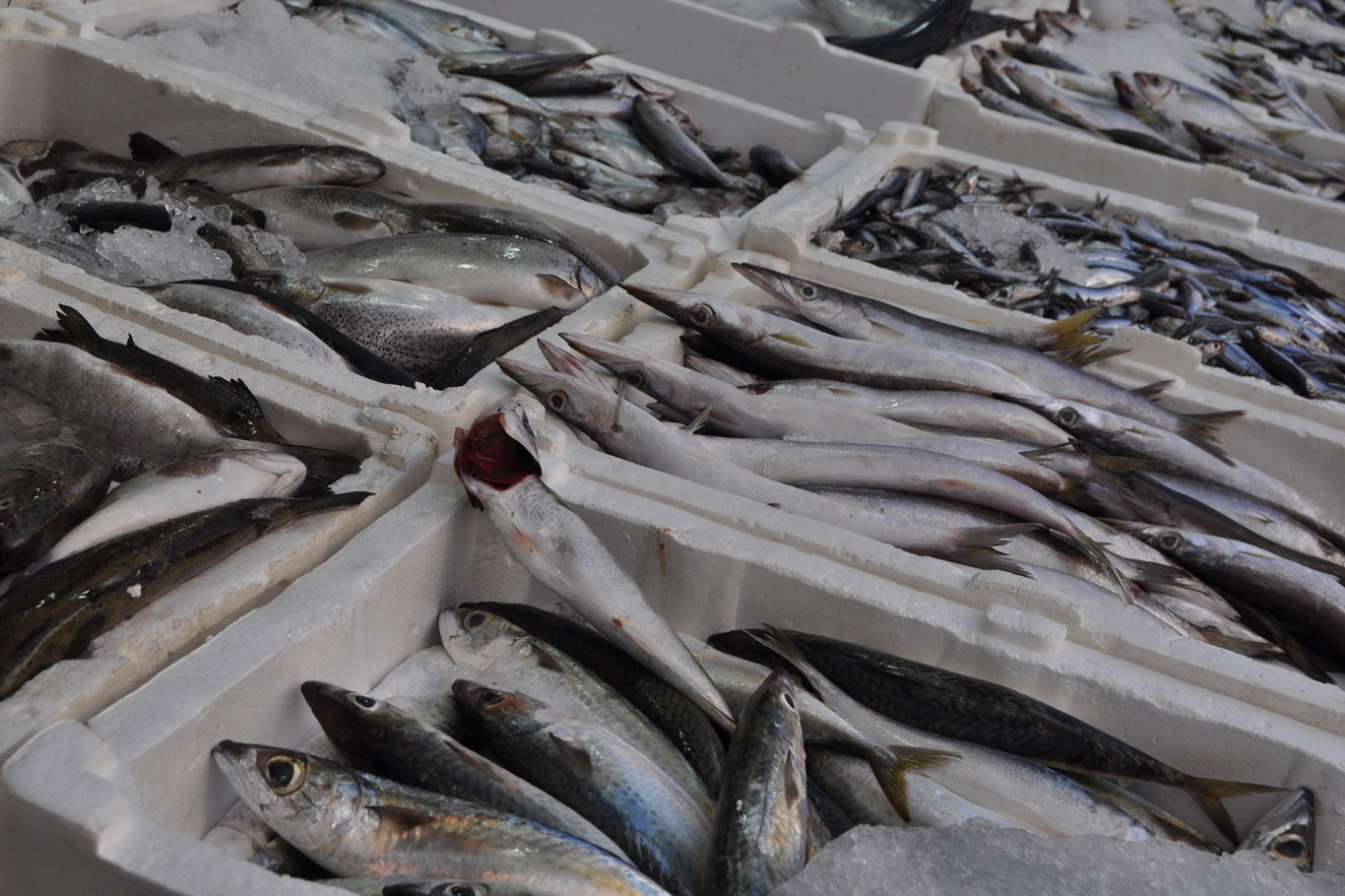 Tezgâhlardaki balık bolluğu, vatandaşları sevindirdi