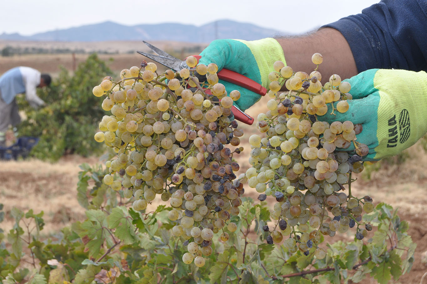 Mezronê Üzüm Hasadı Başladı