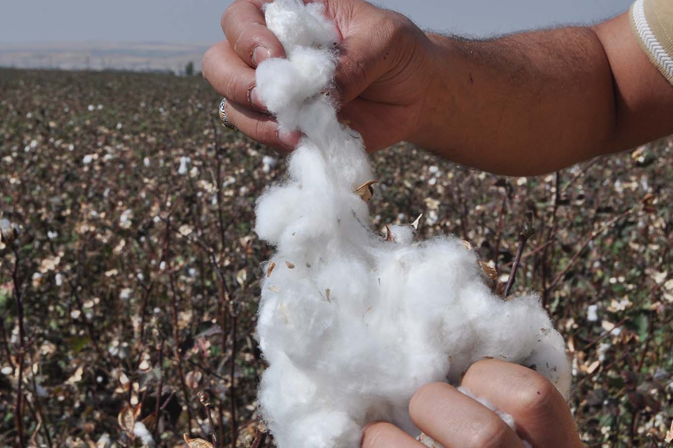 Batman’da Pamuk Hasadı Başladı