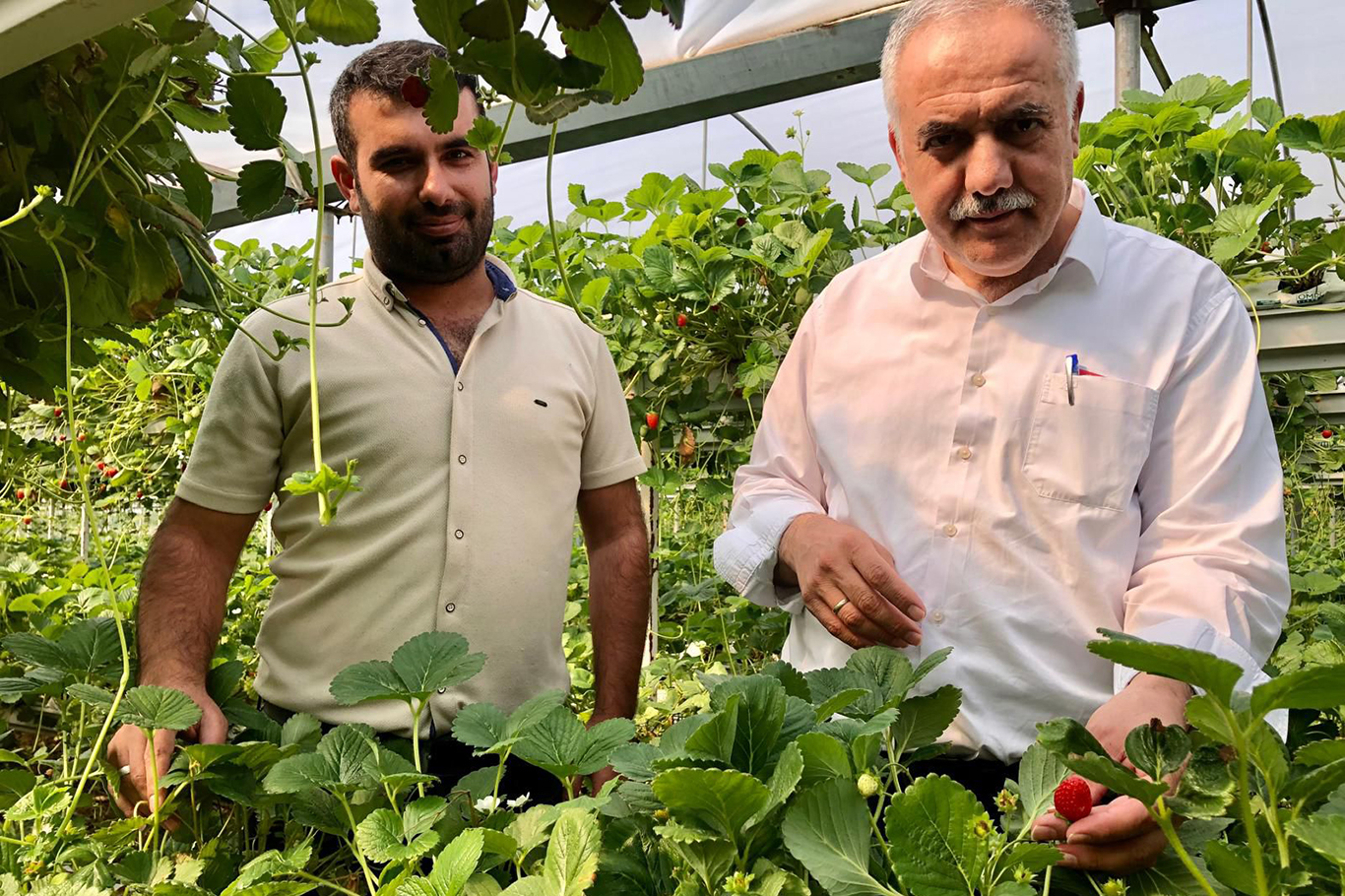 Batman’da topraksız seralar yaygınlaşıyor