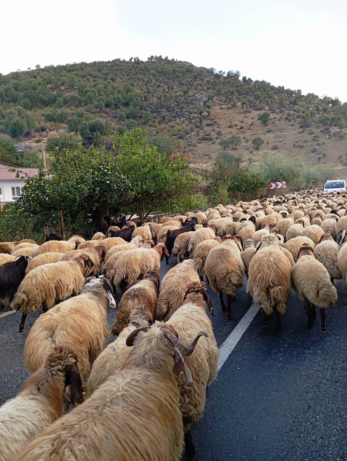 Göçerlerin Yaylalardan Dönüşü Başladı