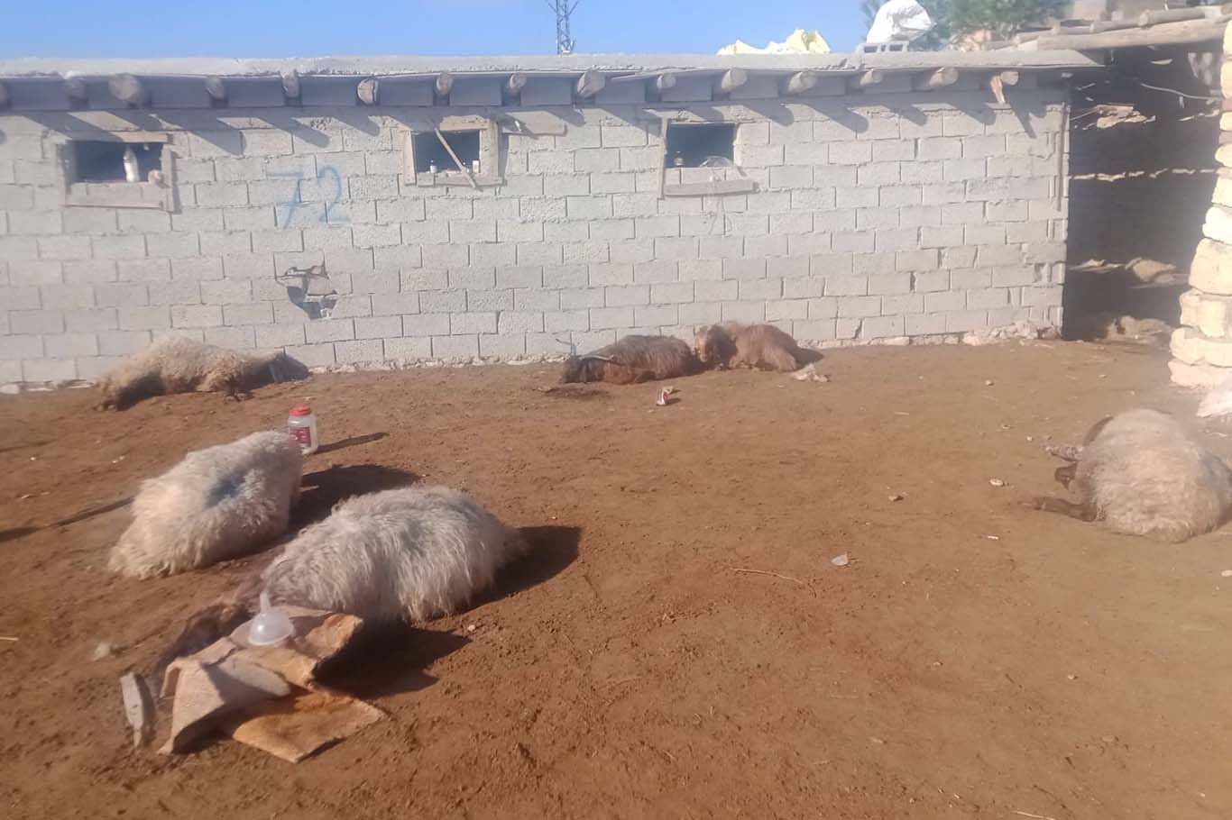 Batman’da zehirlenen 50 koyun telef oldu