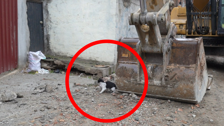 Yıkım Ekipleri, Kedi İçin Çalışmalara Ara Verdi