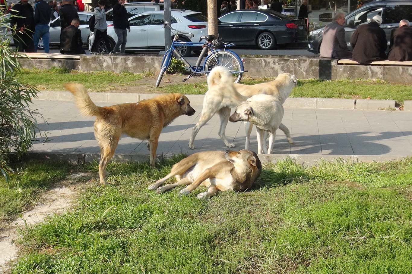 Emrak: Başıboş Köpekler İçin Etkin Önlemler Alınmalı