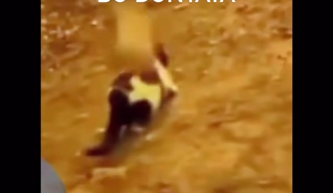 Kilit taşıyla kediyi yaralayan kişiye tahkikat başlatıldı