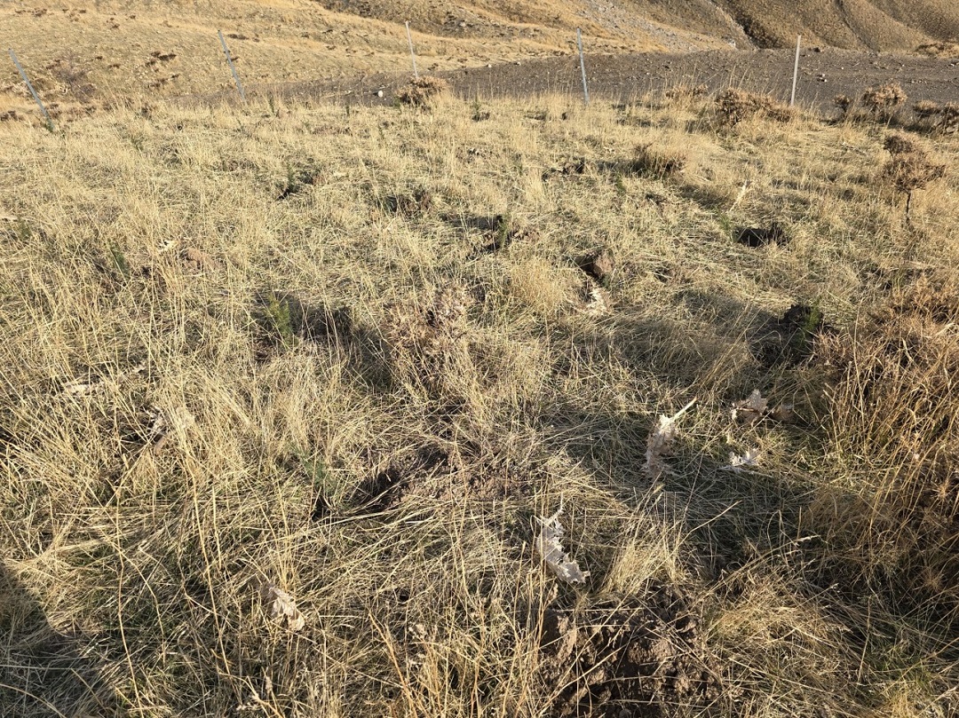 Batman’da Bal Ormanı Kuruldu