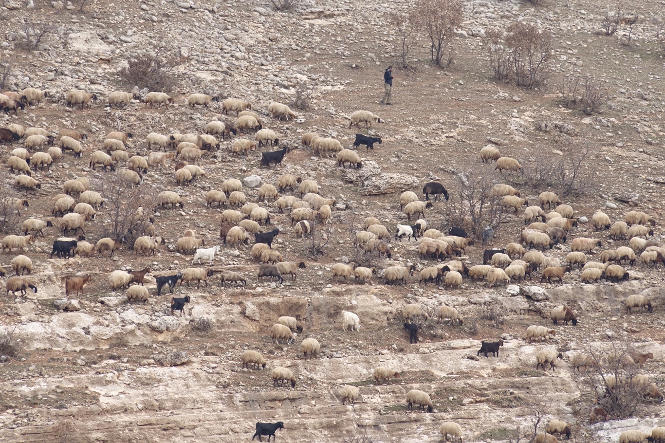 50 bin TL’ye çoban bulamayan köylüler hayvanlarını satmak zorunda kalıyor