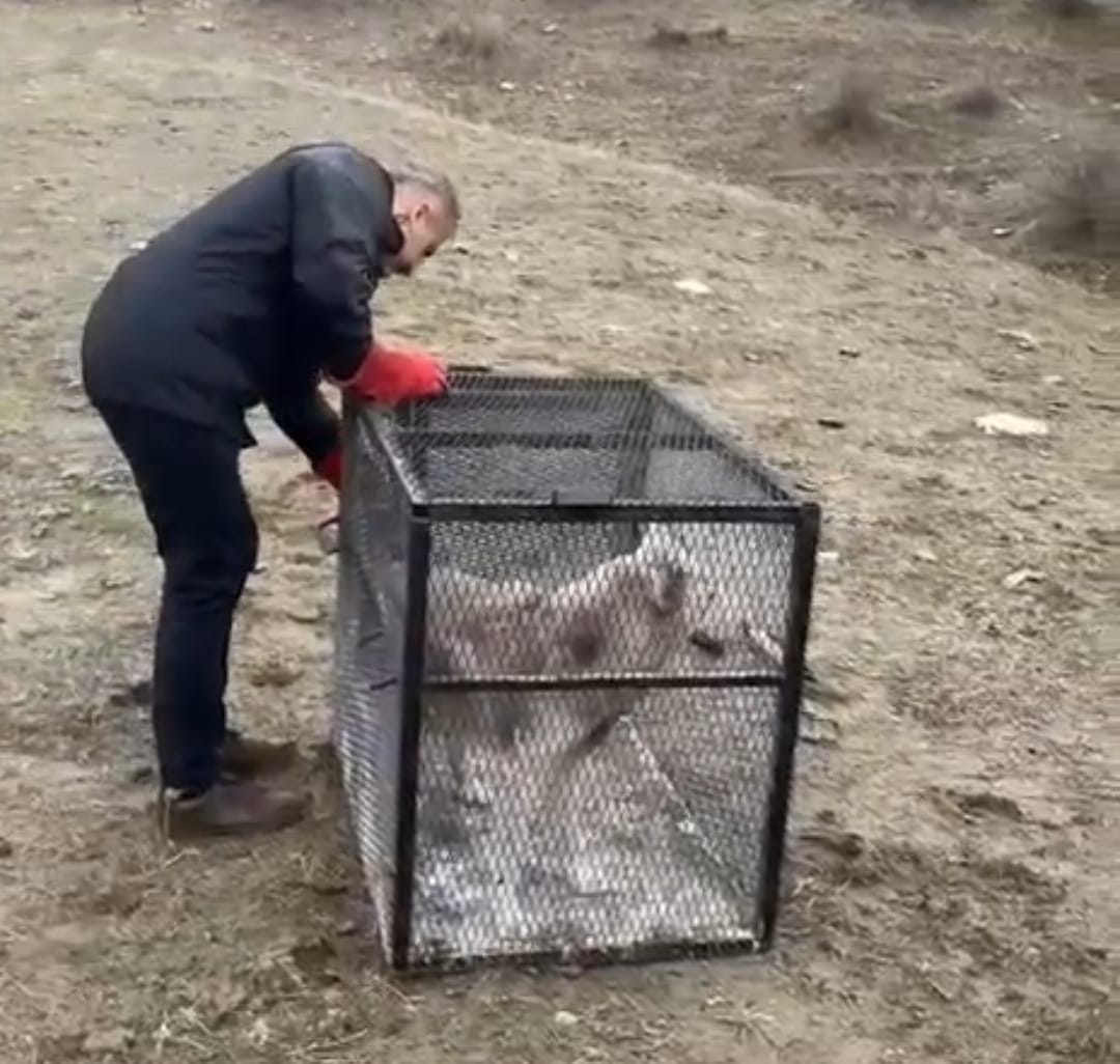 Batman’da Sibirya Kurdu Yakalandı