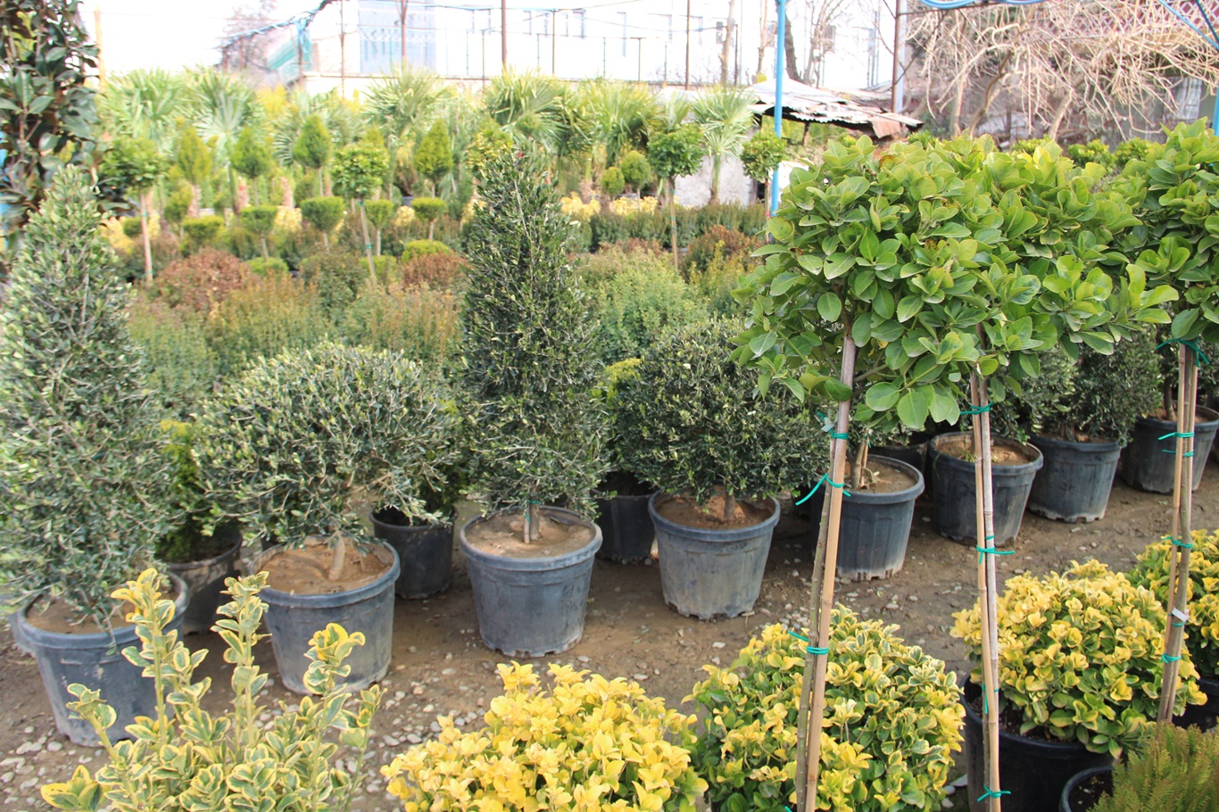 Batman’da meyve fidanları satış sezonu başladı