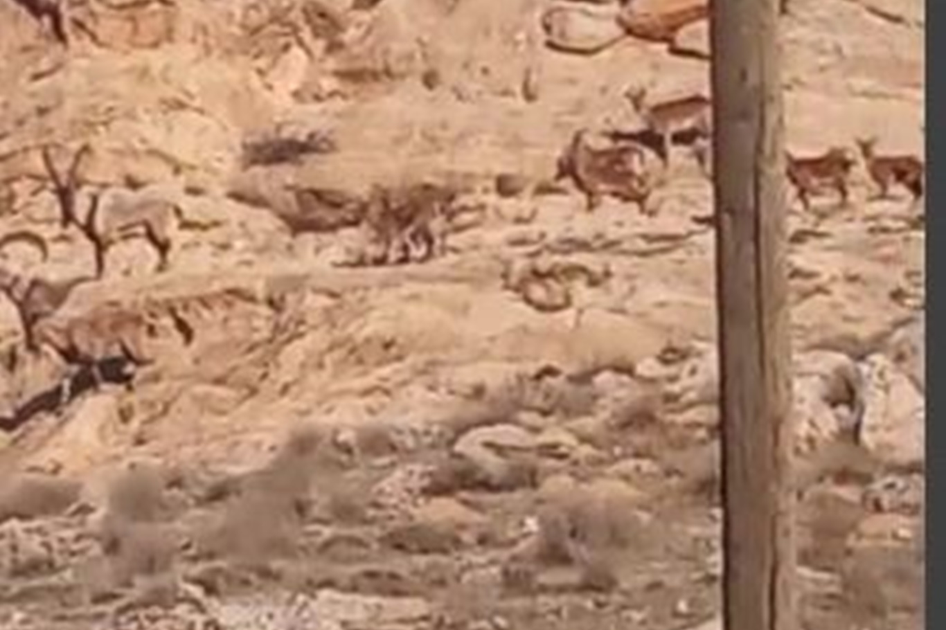 Batman’da Nesli Tükenme Tehdidi Altındaki Yaban Keçileri Görüntülendi