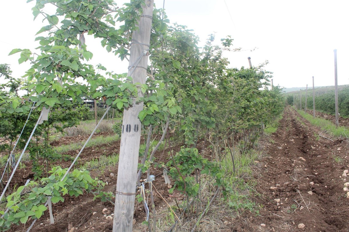 Batman’da Böğürtlen Üretimi Gelişiyor