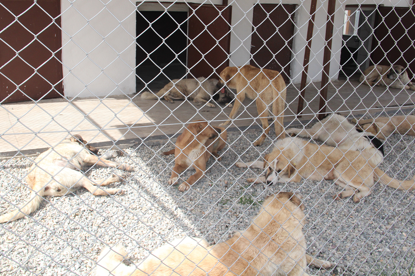 BATMAN’DA TÜM BAŞIBOŞ KÖPEKLER TOPLANDI