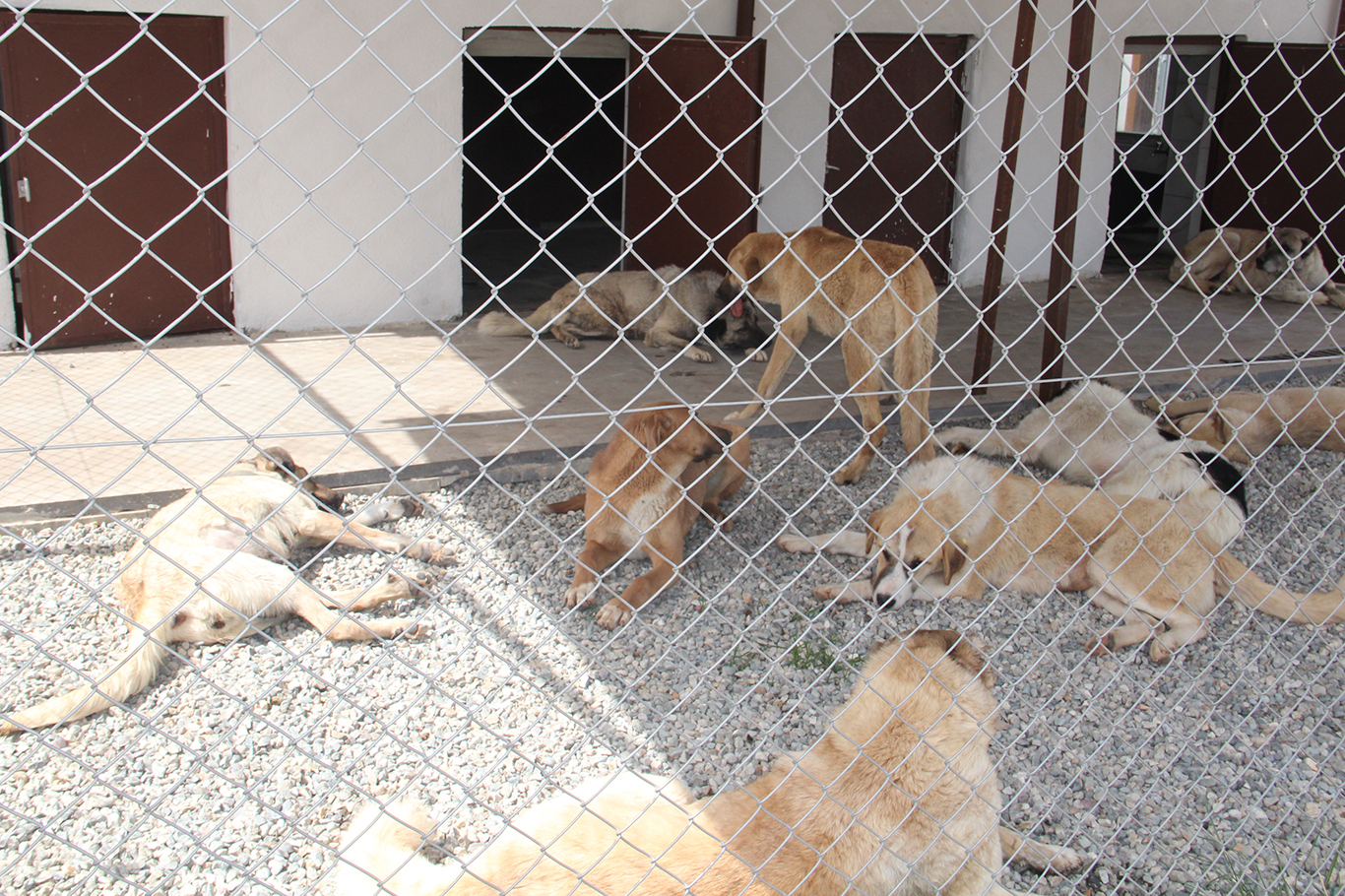 Batman’daki başıboş köpek uygulamasının ülke geneline yaygınlaştırılması çağrısı