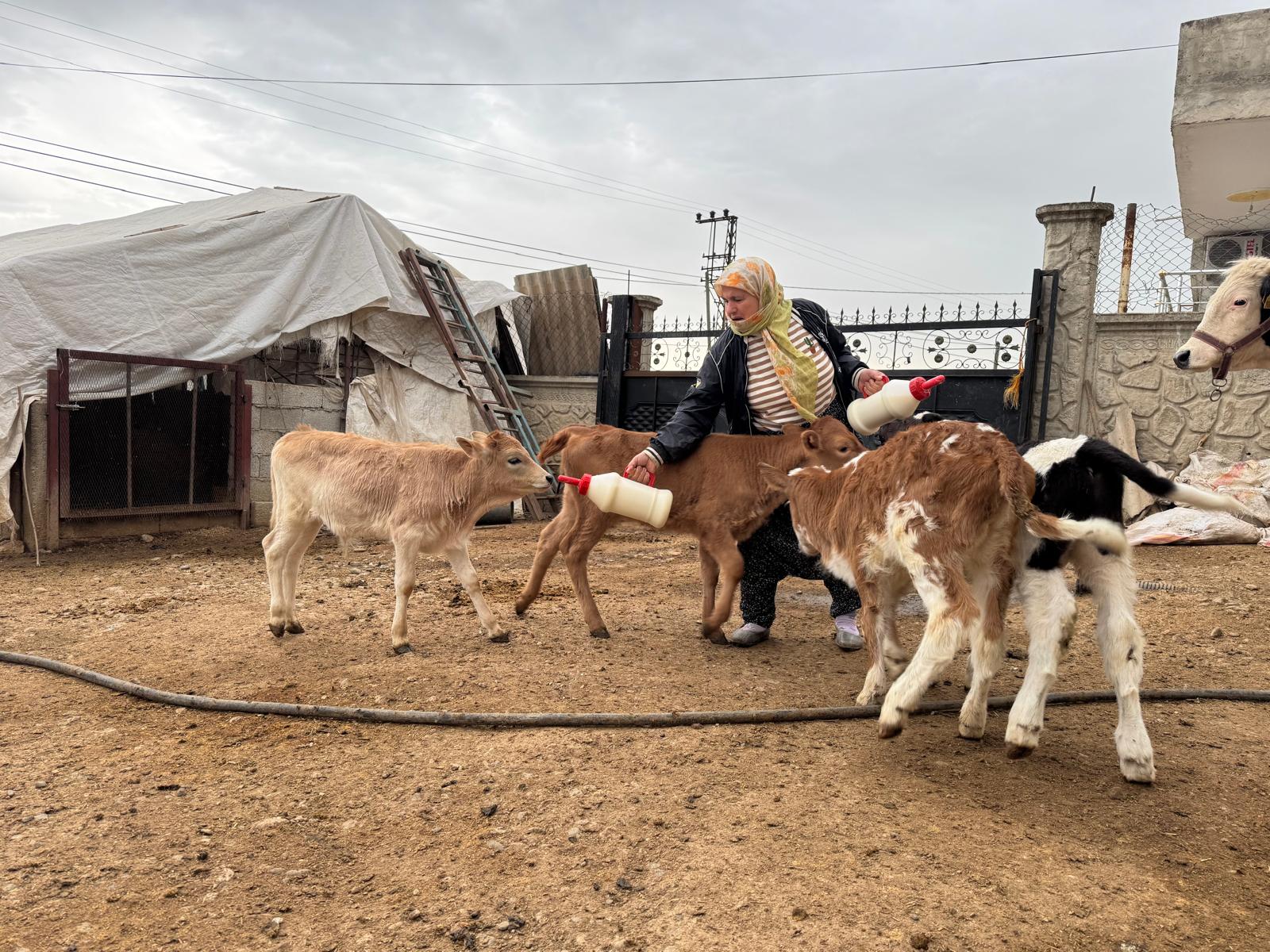 “Onlar Sadece Hayvan Değil, Evladımdı” – 65 Yaşındaki Ziyaver Nine’nin Yürek Yakan Feryadı