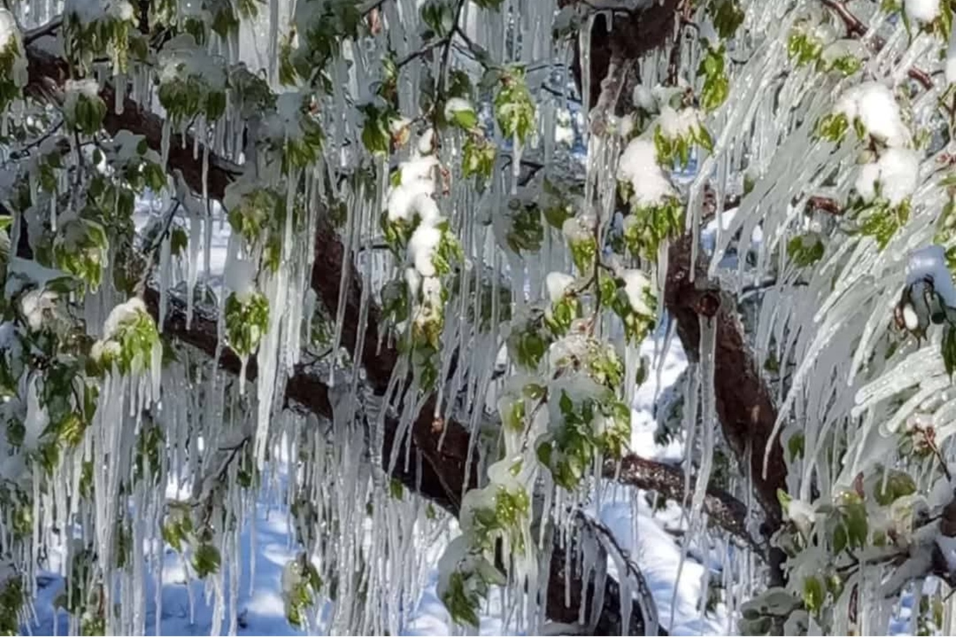 ÇKS’ye kayıtlı çiftçiye zirai don desteği verilecek