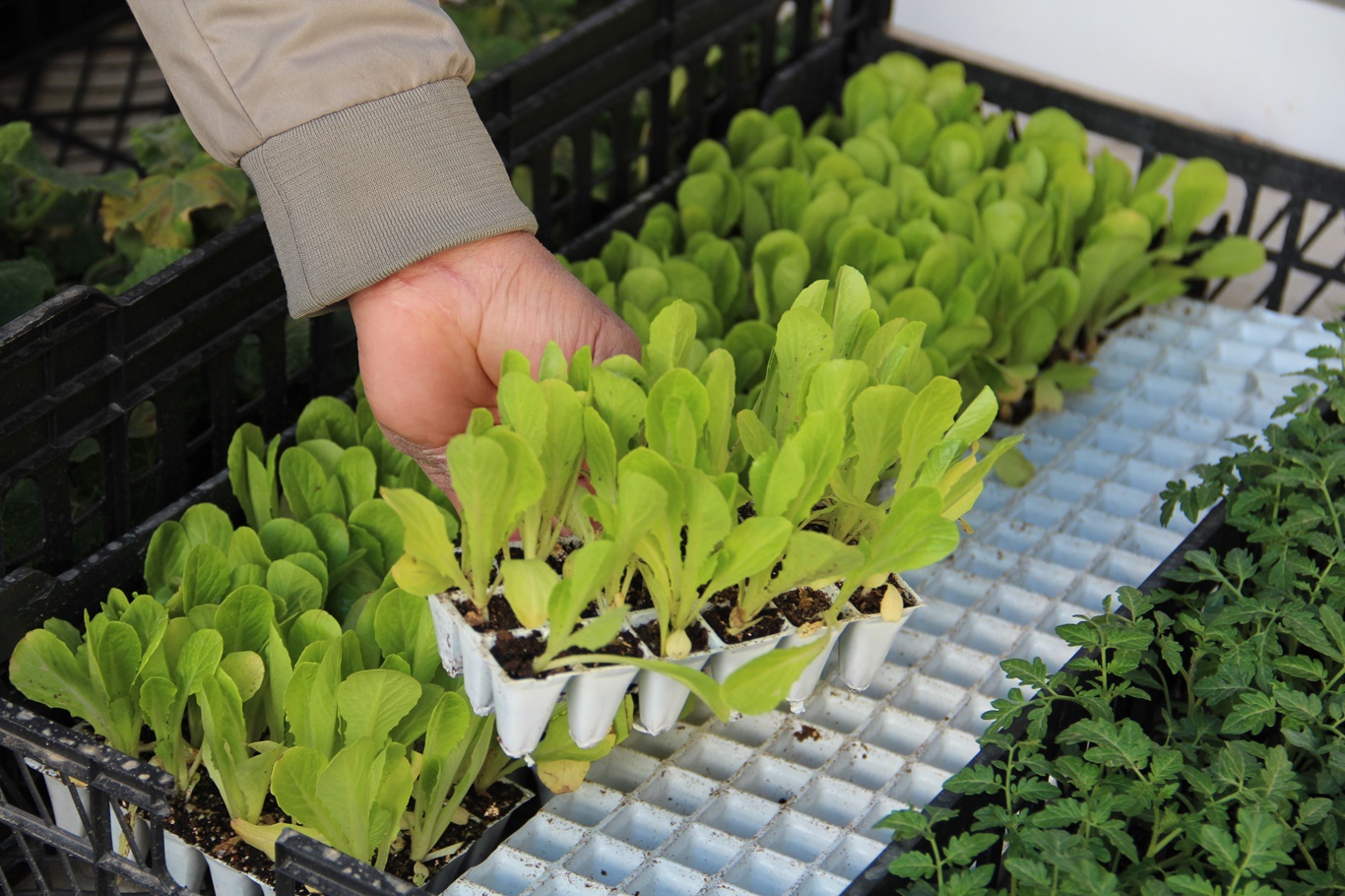 Fide talebi arttı: Fiyatlar cep yakıyor