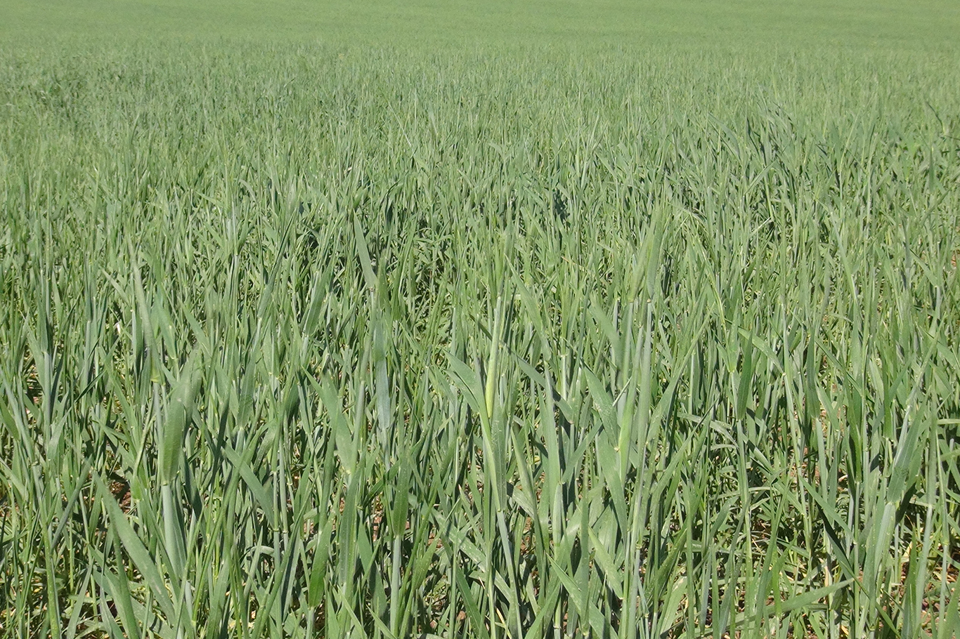 Batman’da Kuraklık, Hububat Verimini Tehdit Ediyor