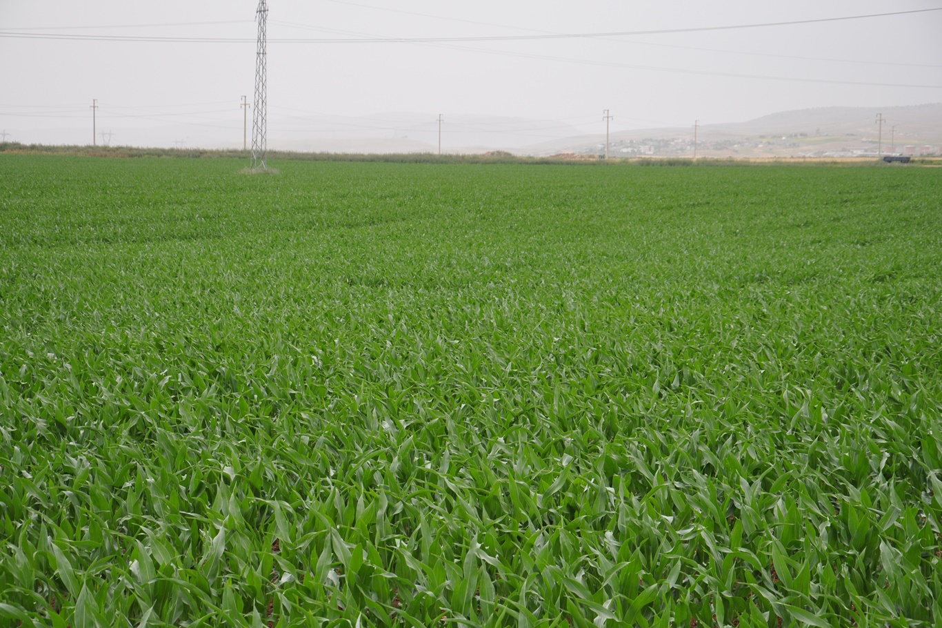 Mısır üreticileri: Artan maliyetler kazanç bırakmıyor