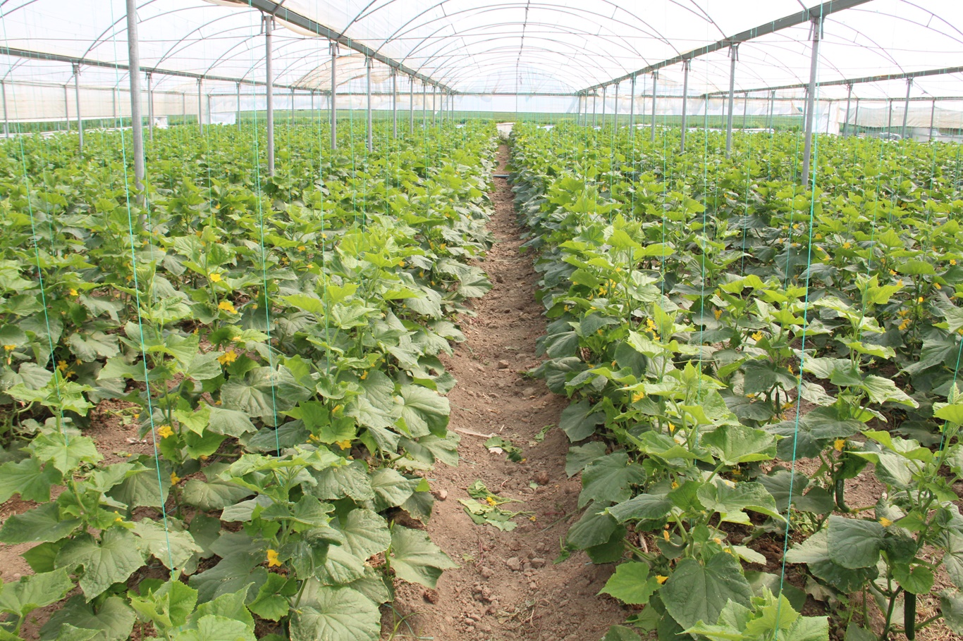 Salatalık Hasadı Başladı