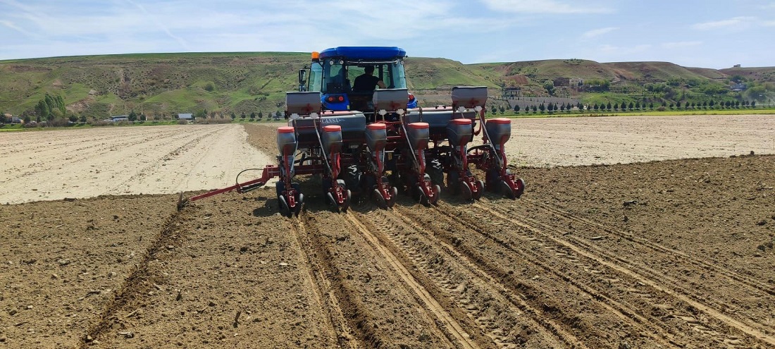 Batman’da İlk Kez Yer Fıstığı Ekimi Gerçekleştirildi