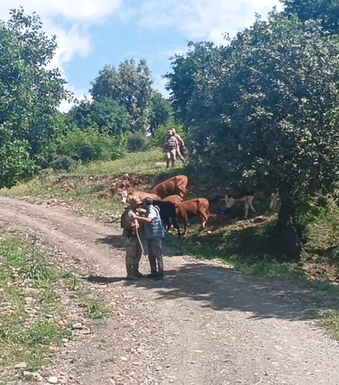 Kayıp Hayvanlar Sahibine Teslim Edildi