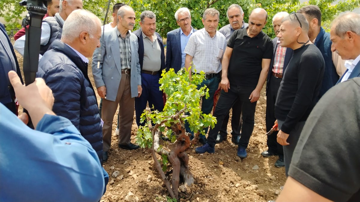 Batman’da Üzüm Yetiştiricilerine Modern Bağcılık Eğitimi Verildi