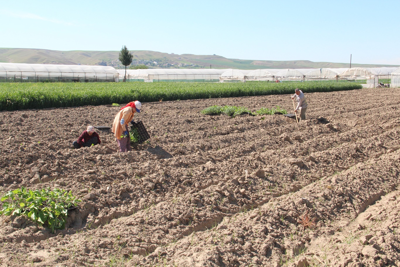 Çiftçiler: Üretim maliyetleri çok yüksek