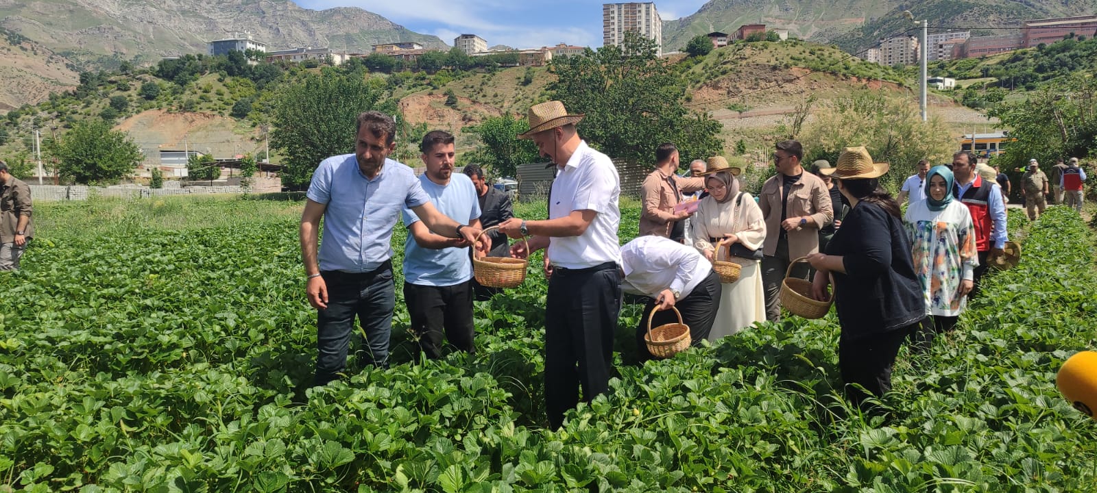 Sason Çileği Dünya Pazarına Hazırlanıyor