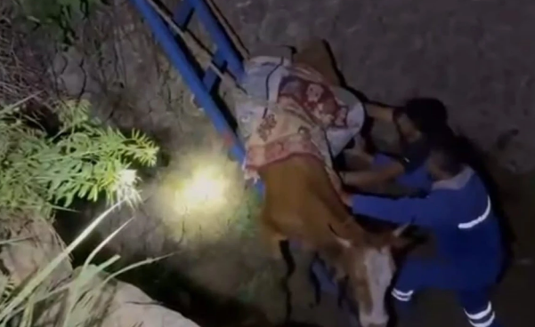 İnek Çukura Düştü, Köylüler Kurtardı