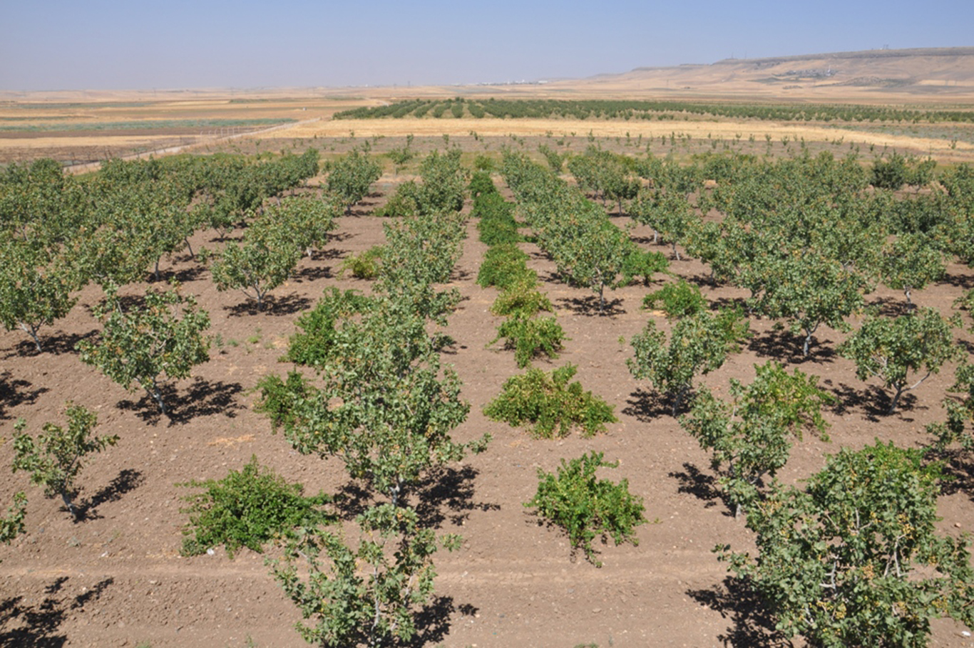 Fıstık Ağaçları Zarar Gördü, Çiftçi Endişeli