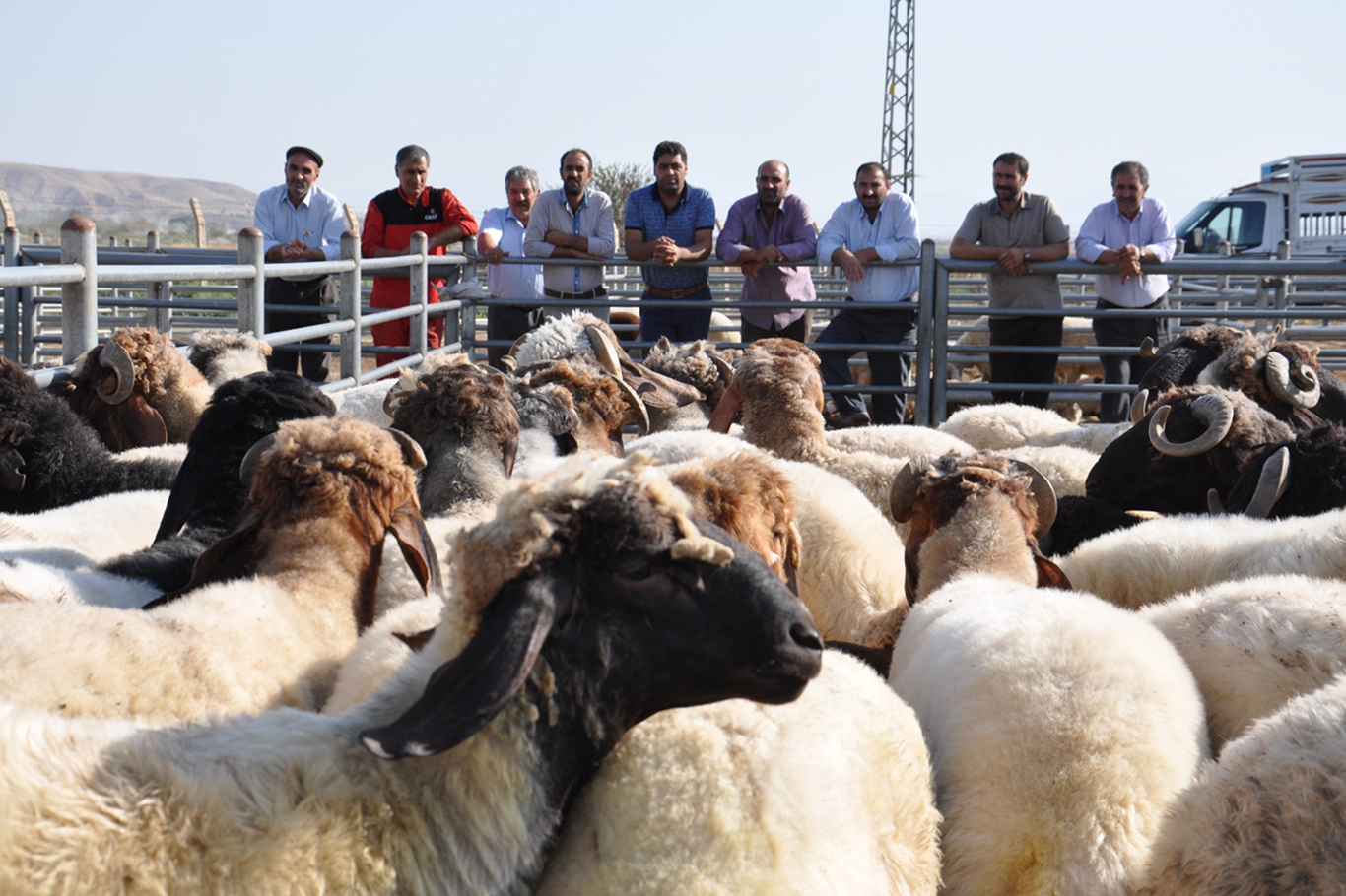 Kurbanlık Fiyatlarında Artış Beklenmiyor