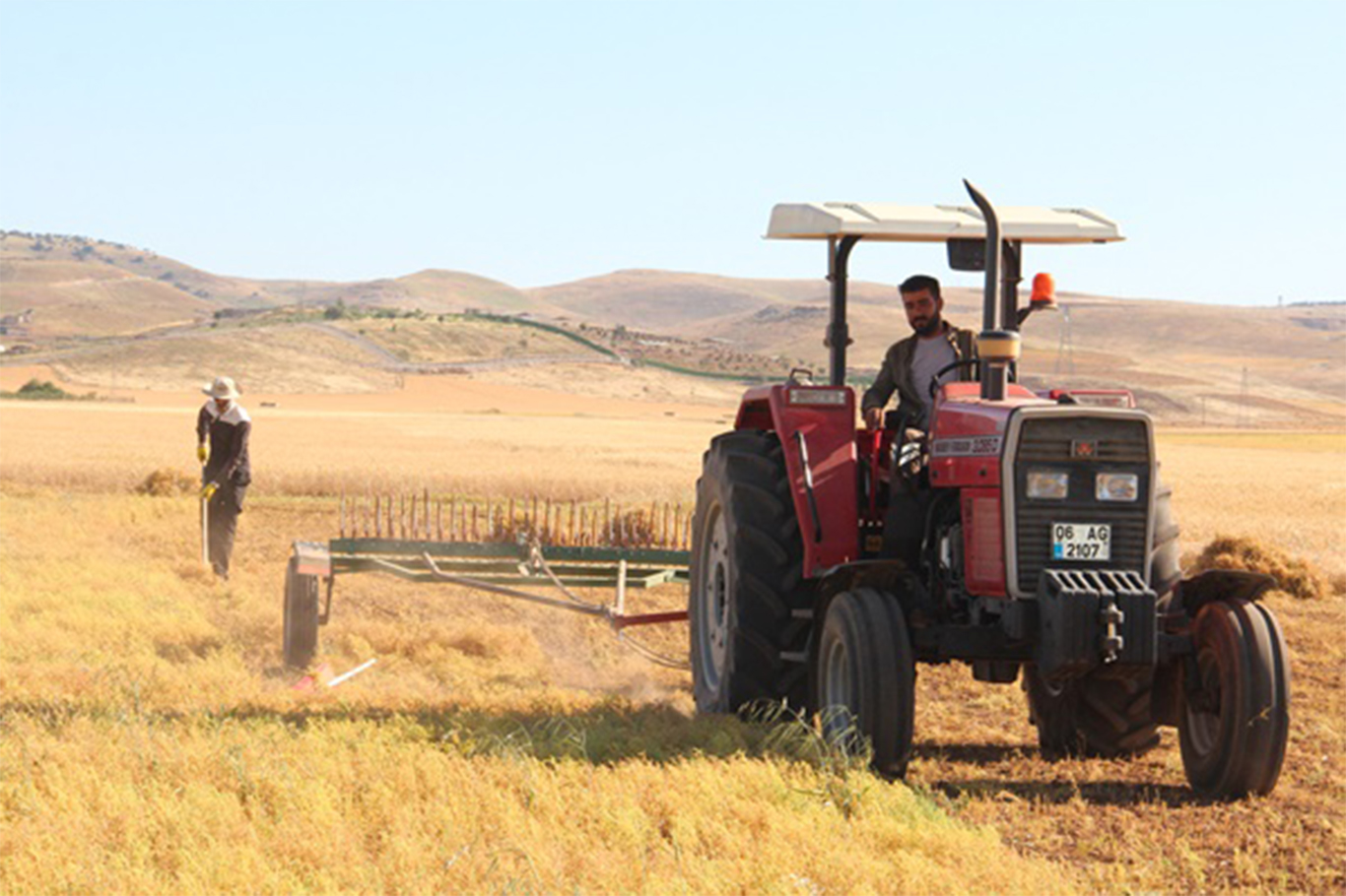 Mercimek Hasadında Kuraklık Gölgesi