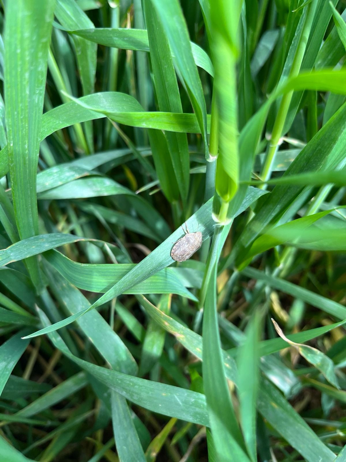 Batman’da 410 Bin Dekarlık Alanda Süneyle Mücadele Başladı