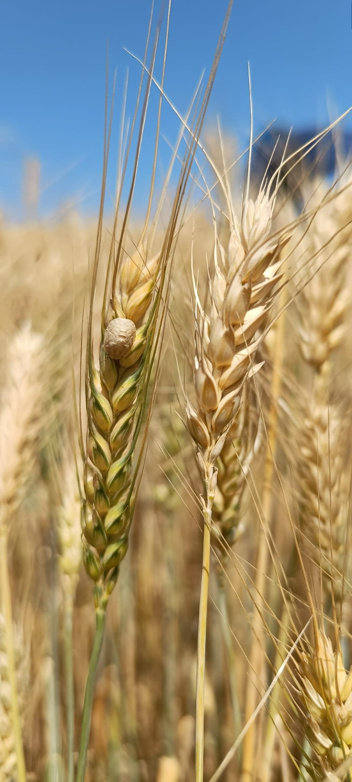 Süne Zararlısı İçin Sürvey Çalışması