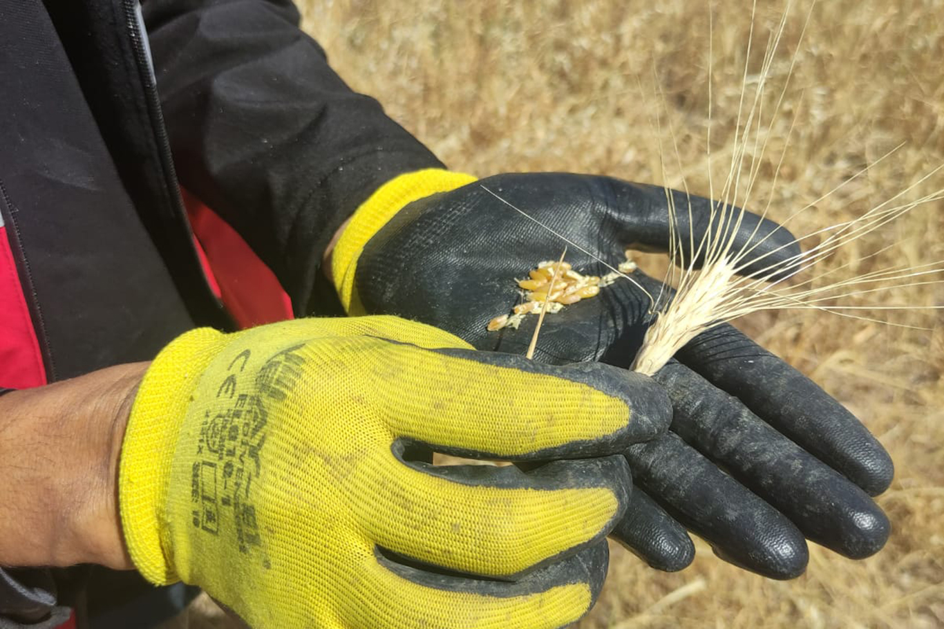 Hasankeyf’te Kuraklık Zararları Tespit Ediliyor