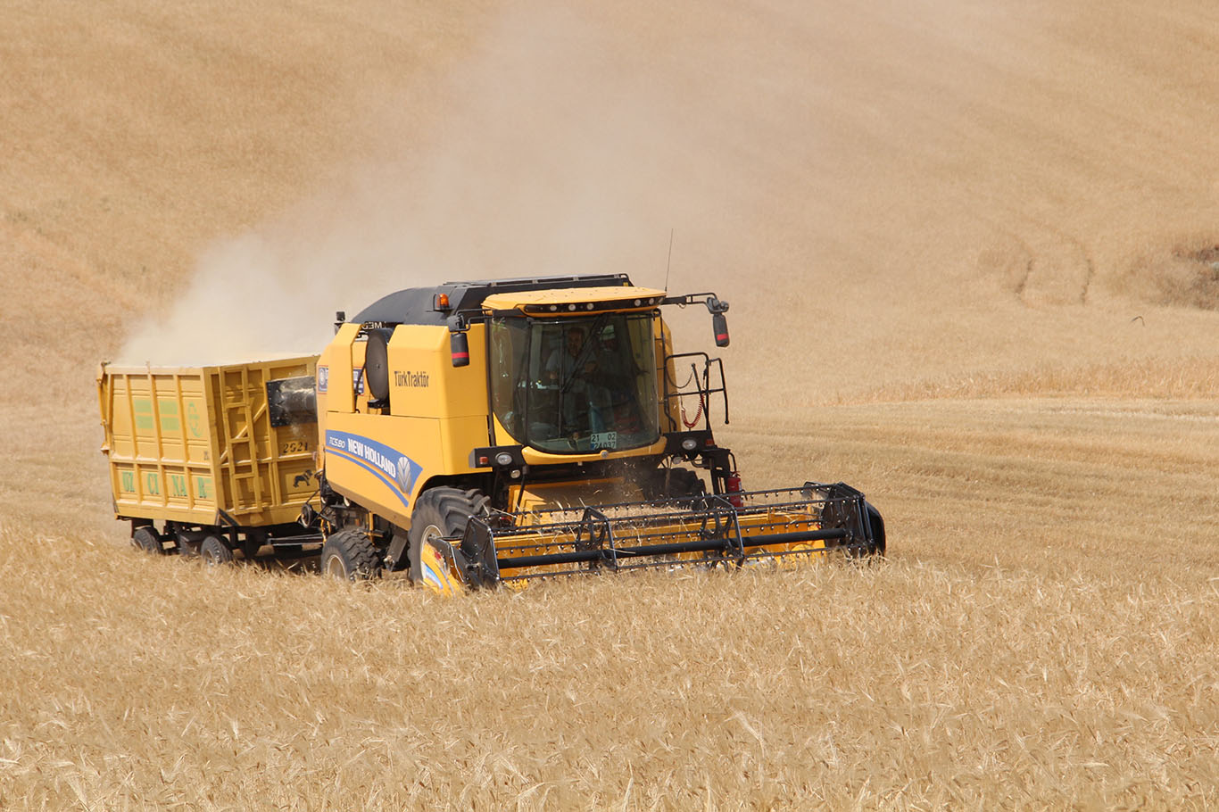 Buğday ve Arpa Hasadı Başladı: Kuraklık Verimi Düşürdü