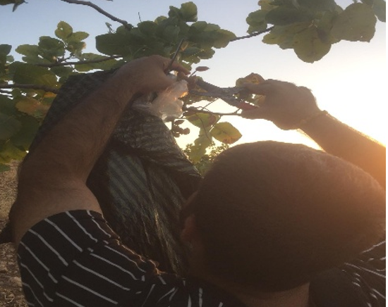 Batman’da yetiştirilen Siirt Fıstığına bilimsel katkı