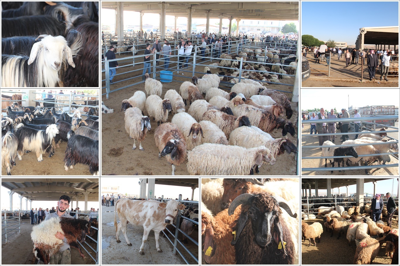 Hayvan Pazarı’nda Bayram Hareketliliği Başladı