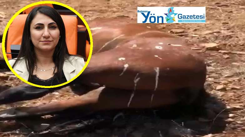 Oduncu’dan Yaban Atı Katliamına Sert Tepki