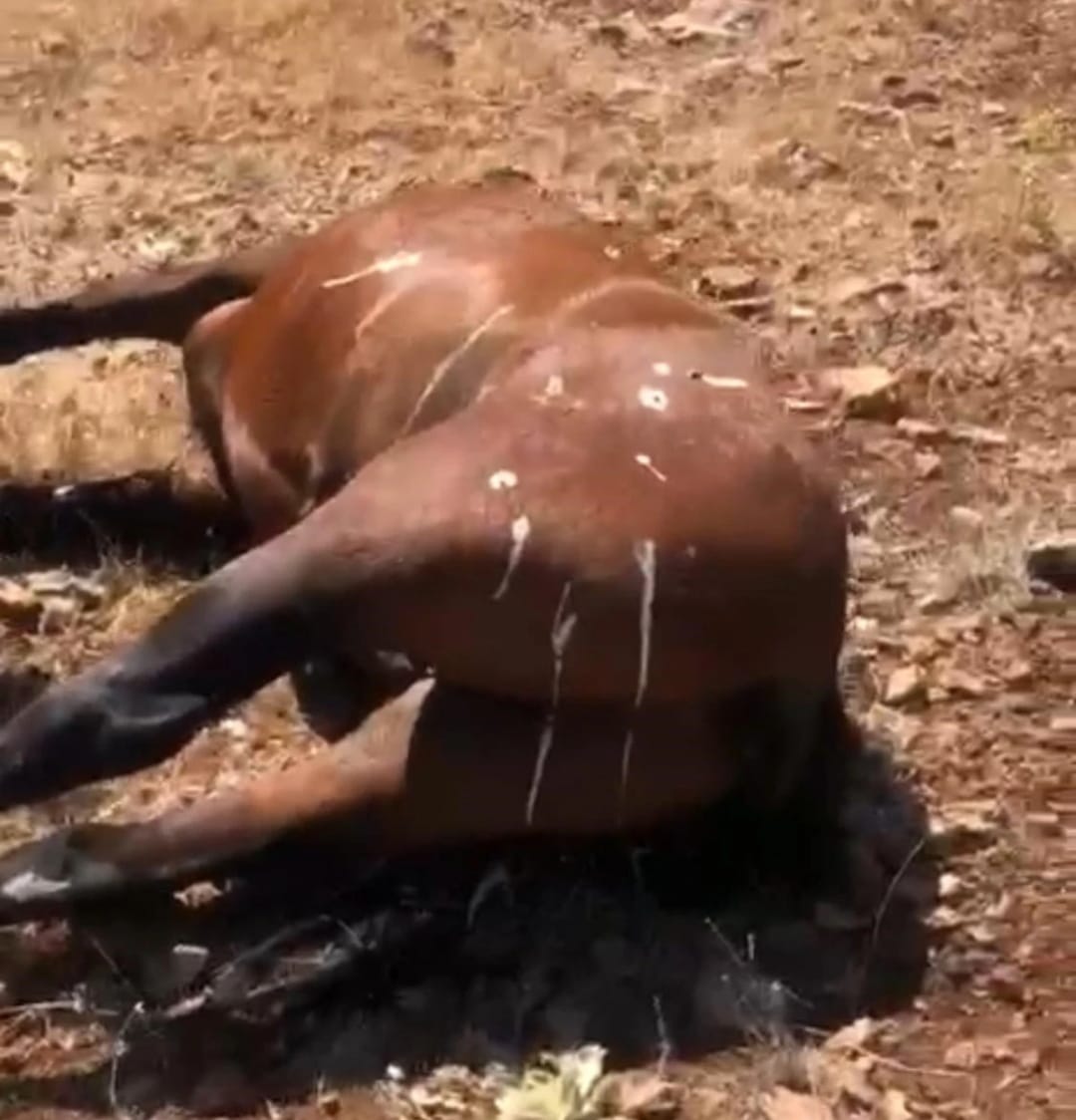 7 Yılkı Atı Ölümüyle İlgili 3 Kişi Şüpheli Olarak Dinlendi