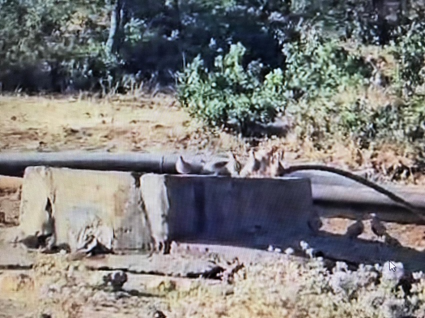 Yaban Hayatı İçin Suluk Seferberliği