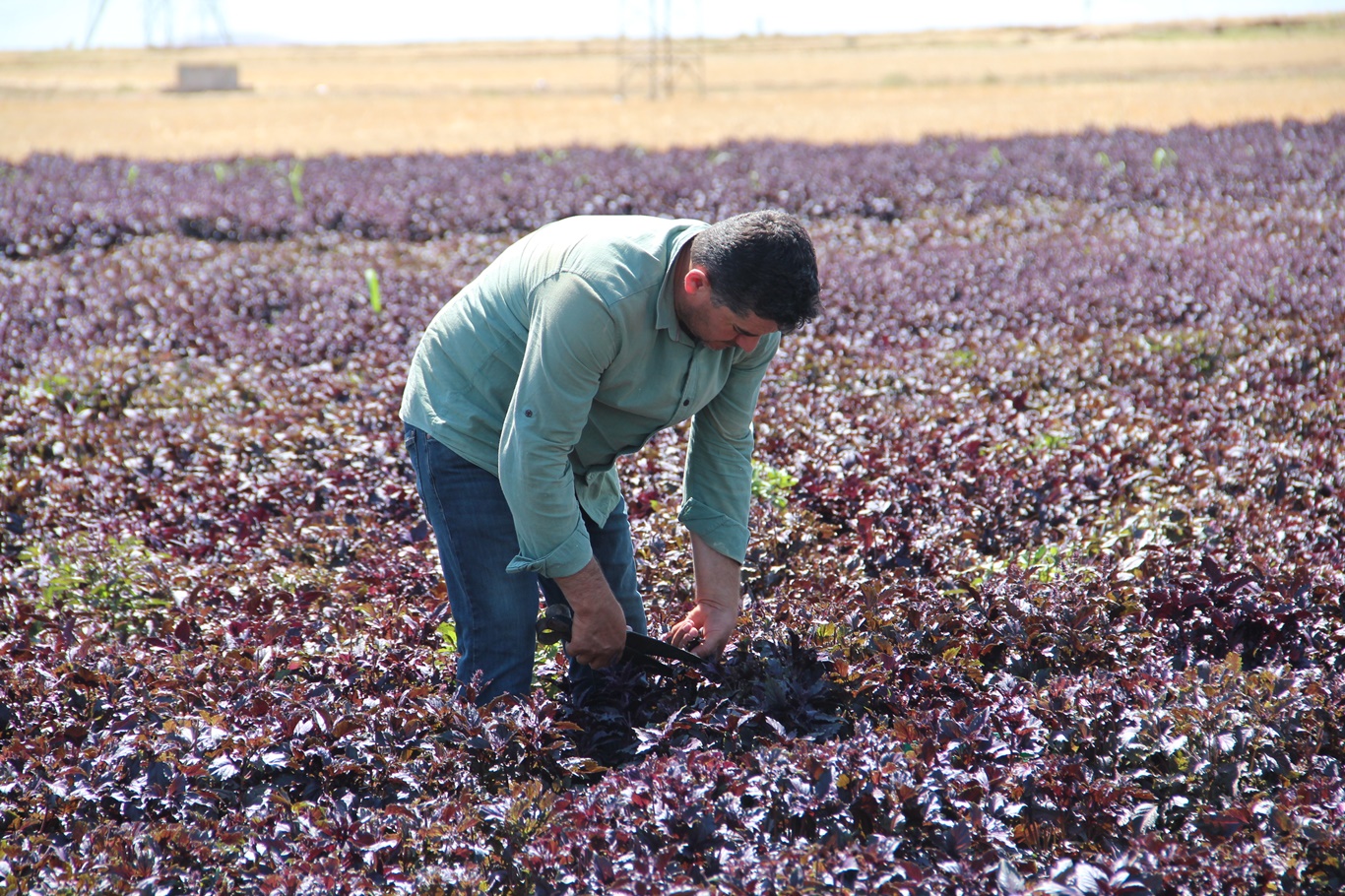 Mor Reyhanın İlk Hasadı Yapıldı