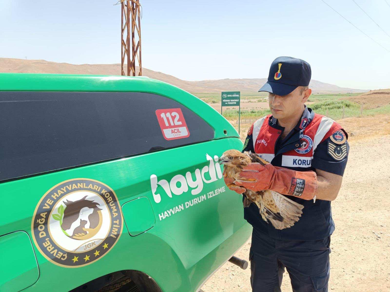 Batman’da Yaralı Şahin Koruma Altına Alındı