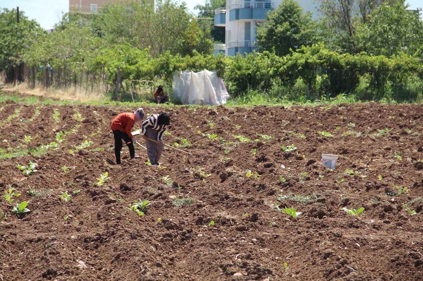 45 Derecede Tütün Tarlasında Zorlu Mesai