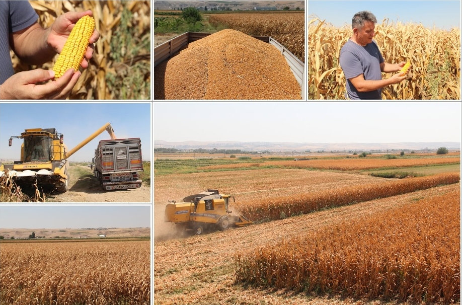 Batman’da Mısır Hasadı Başladı, Çiftçi Fiyatlardan Şikâyetçi