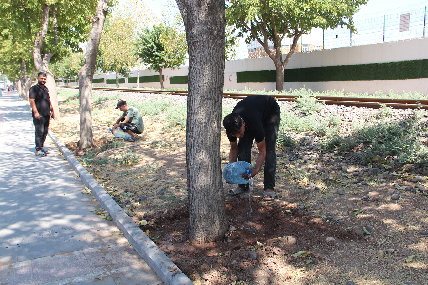25 Yıllık Ağaçlar Susuzluktan Kuruyor