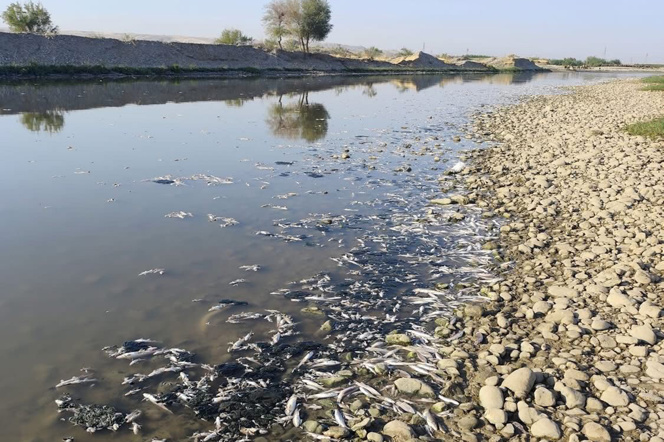Batman Çayı’nda balık ölümleri: Baro’dan suç duyurusu