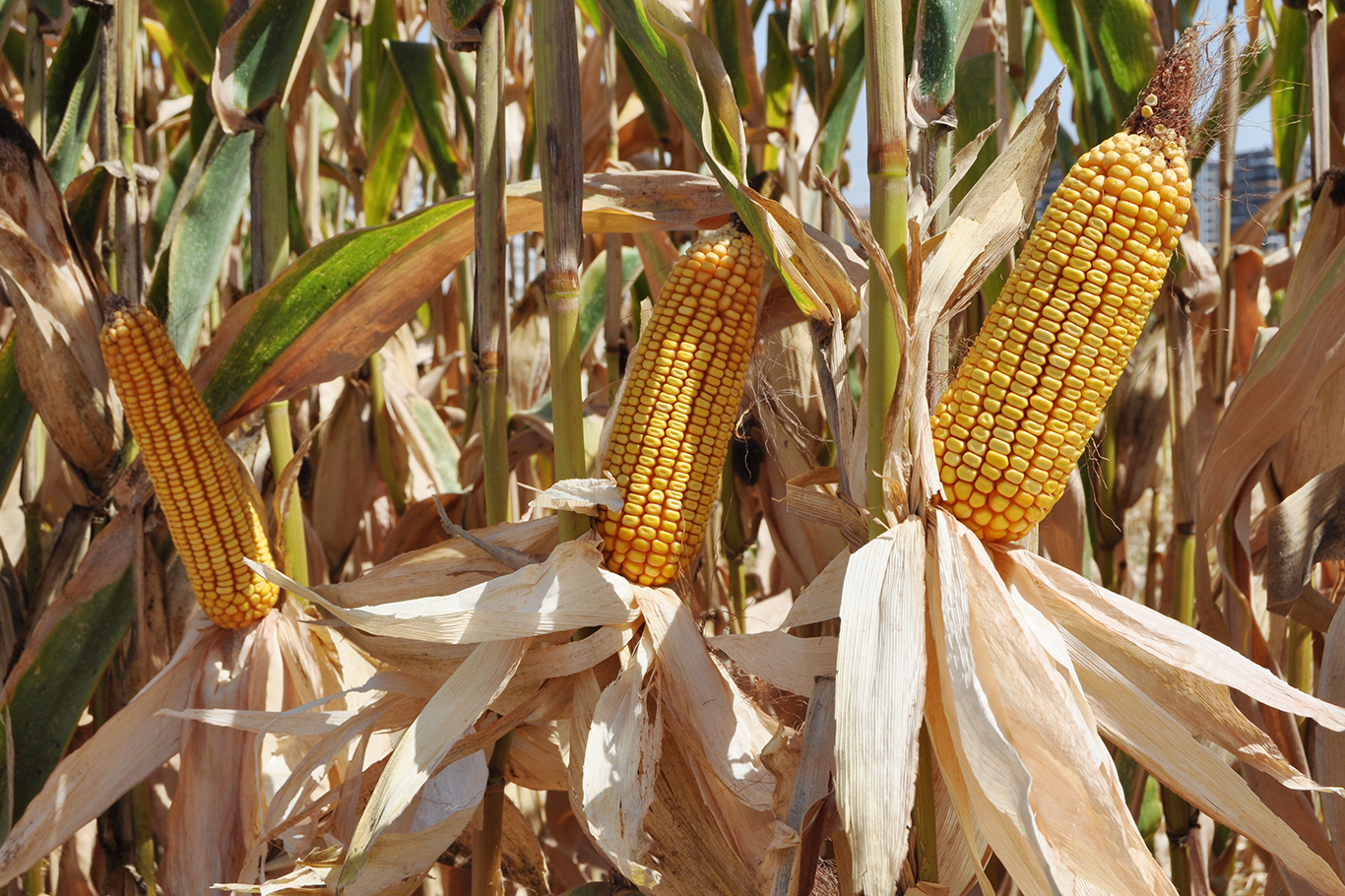 Mısır Hasadı Öncesi Çiftçinin Gözü Fiyatta