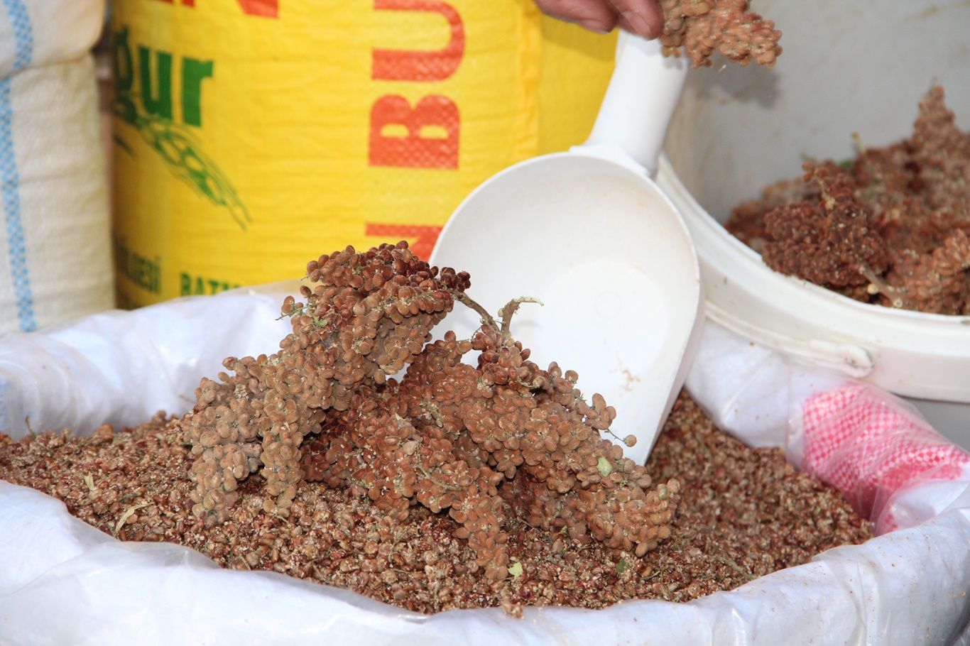 Kuraklık Verimi Düşürdü, Sumak Fiyatı Arttı