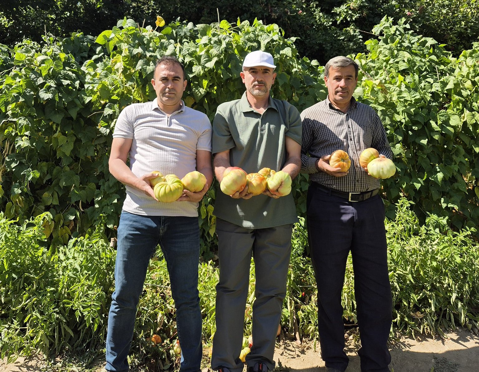 Sason’un Ata Tohumu Domatesleri Dikkat Çekiyor